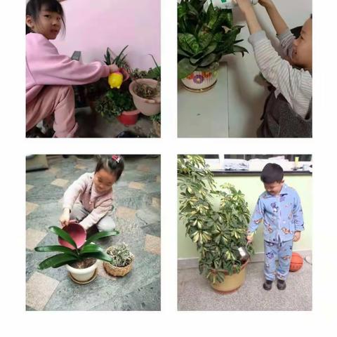 今天，“浇”个朋友吧！——莱西市城厢小学有意义的居家植树节