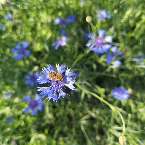 走进大自然，畅享绿色生态——莱西市城厢小学研学旅行
