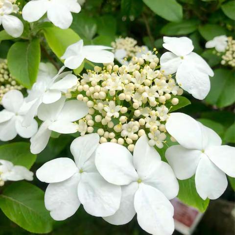 兄弟-春天-扬州