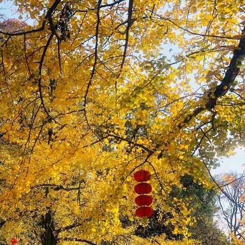 兄弟—金秋-湖州掠影