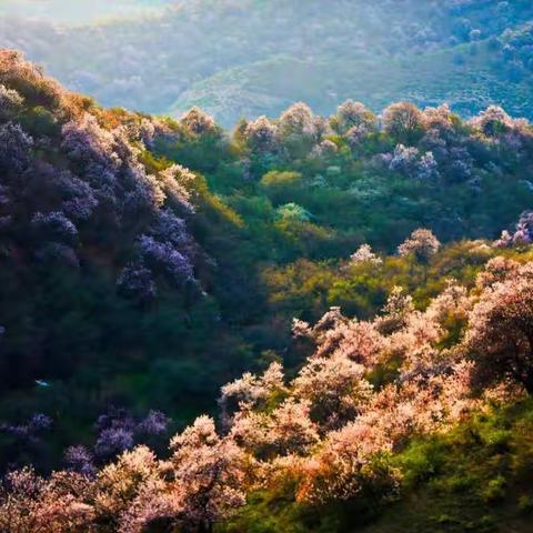 福寿山打野记