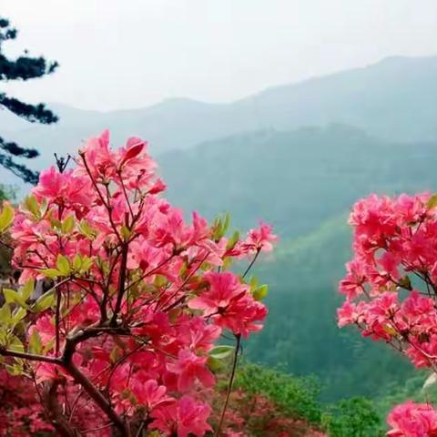 花果园开映山红