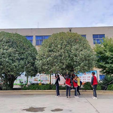 桂花香  校园独特的味道