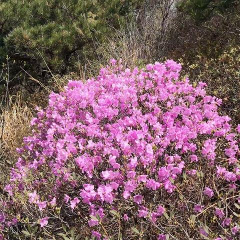 蒙山野杜鹃2022.4.17晚了点