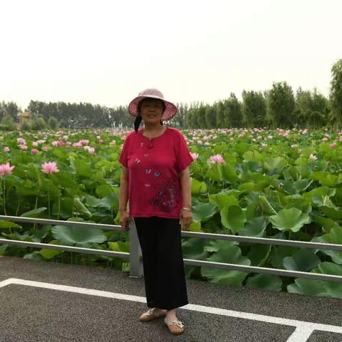 夏日的荷花花美人更美