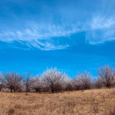 一城春色半城花
