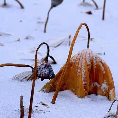 七绝三首    雪中残荷