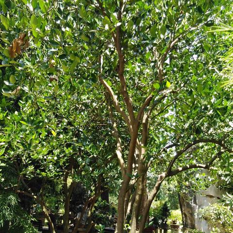 黄果树瀑布游记