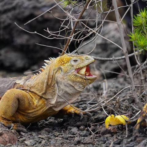 豪横之旅（一）：加拉帕戈斯群岛（Galapagos Islands）跳岛游