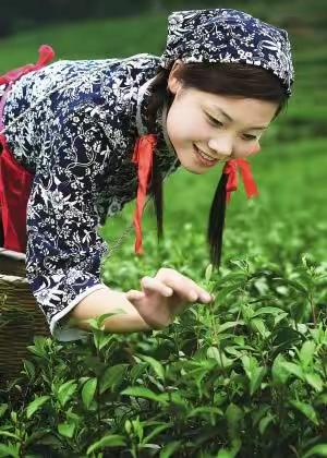 採茶，过K村，湖上行（同窗群聊）
