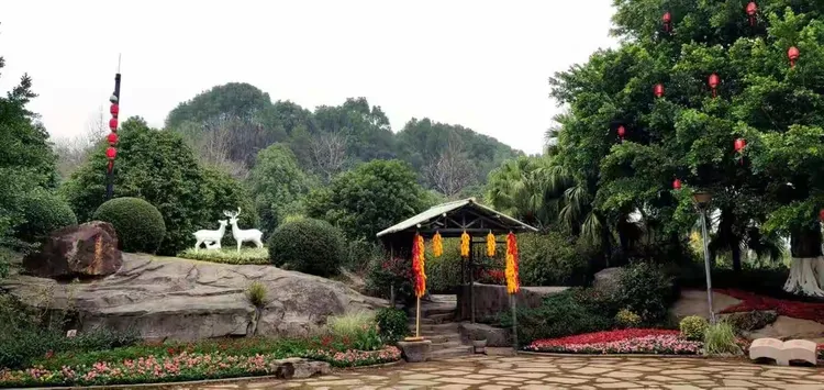南天竹种植距离