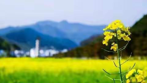 不问花开几许，只问浅笑安然