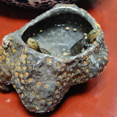 星辰、大海搬家记，可爱到融化你的小家伙🐢🐢