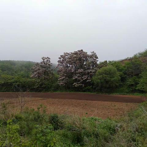 荣成小时光丨云雾缥缈话老楸