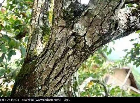 童年的那棵梨树