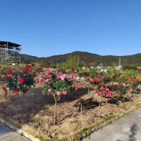 “研始于行，学始于动”黄梅县第四小学王枫校区向日葵基地研学旅行