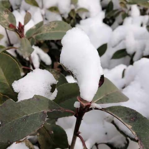 美丽风景线---致走在“疫”线的战友