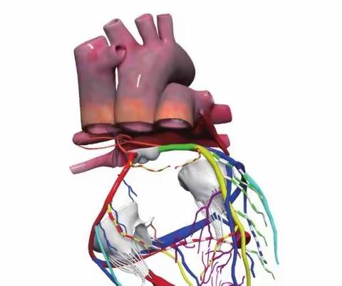 🌟 心脏动脉与静脉血管