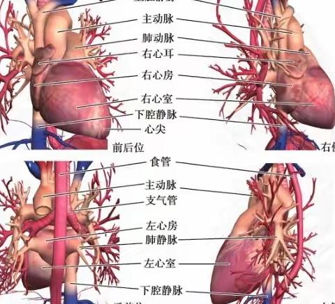 ⭐️ 心脏大体解剖