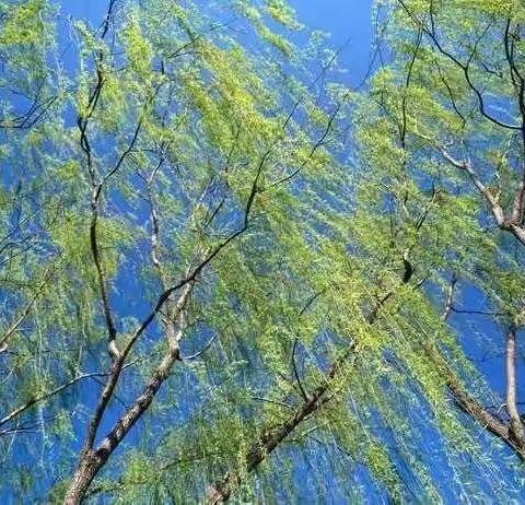 回忆父亲的点点滴滴（续篇）