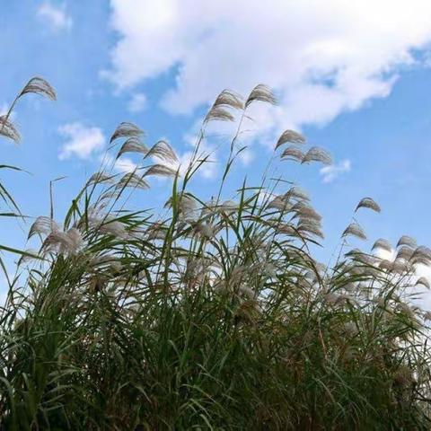 闲吟平仄成小诗