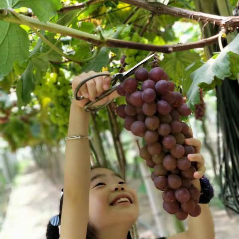 四季鲜果，甜蜜蜜的研学之旅