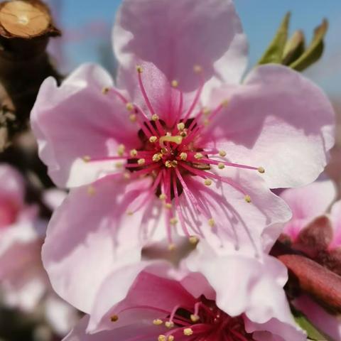 醉看桃花沐春风