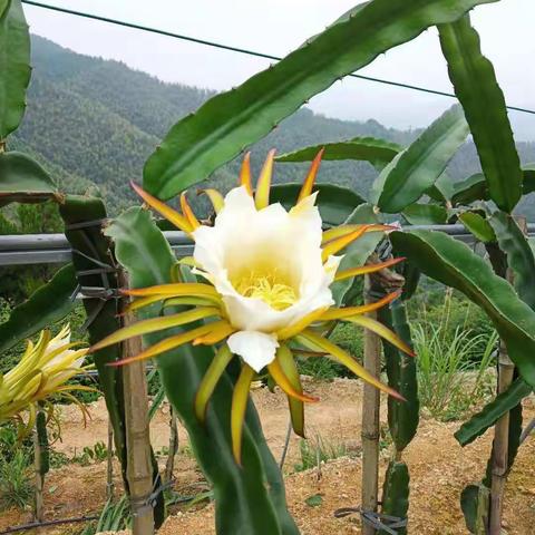 又是一年赏花季