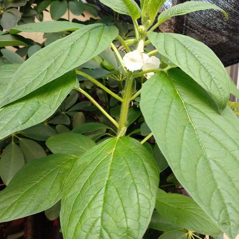 番茄漫步的美篇