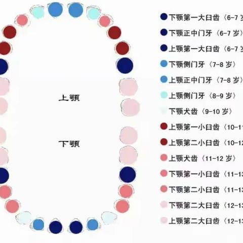 朵朵一班健康领域《我会正确刷牙》