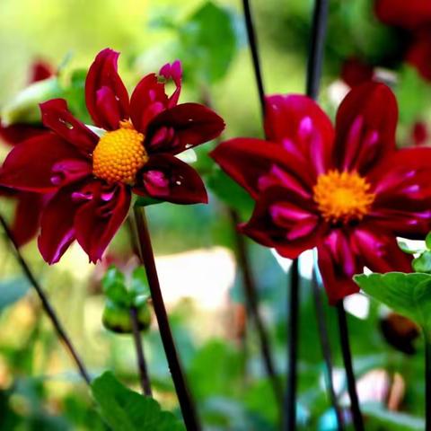 科隆植物园的大丽花