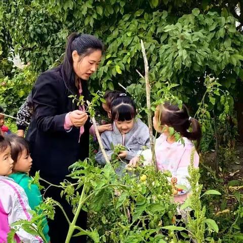一八四团第二幼儿园开展家长助教“扦插繁殖番茄”活动