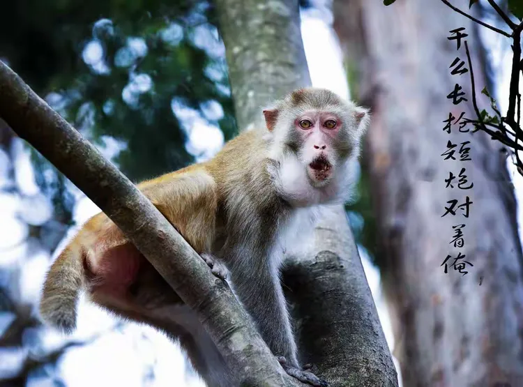 猴子称大王