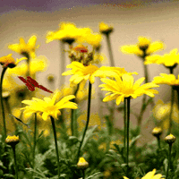 逸兴文学社的故事之春满人间