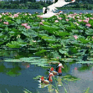 陆震日（海岛雨鹰.雨晨）格律诗美篇网在线