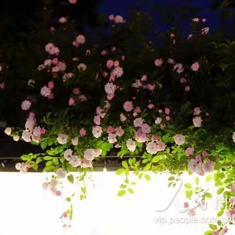 没有星星的夜晚（初稿）