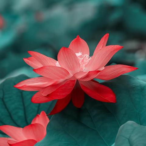 古猗园荷花（一）