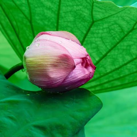 雨中荷塘 出水芙蓉