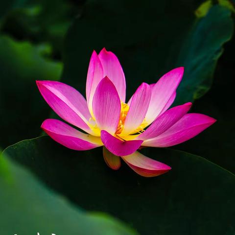 古猗园荷花（二）