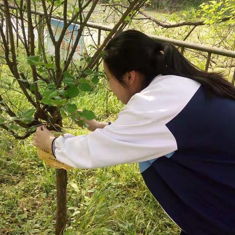 认养一棵树，守住一片绿