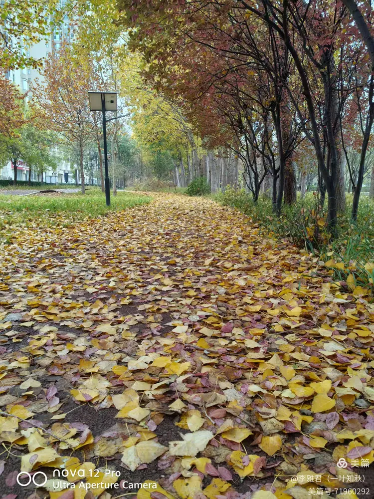 冬赏落叶挽秋色(图2)