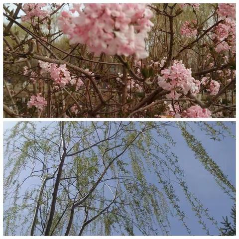 扬教研之帆，启教学之航——蒙阴县旧寨乡中心学校数学下册第一期线上培训