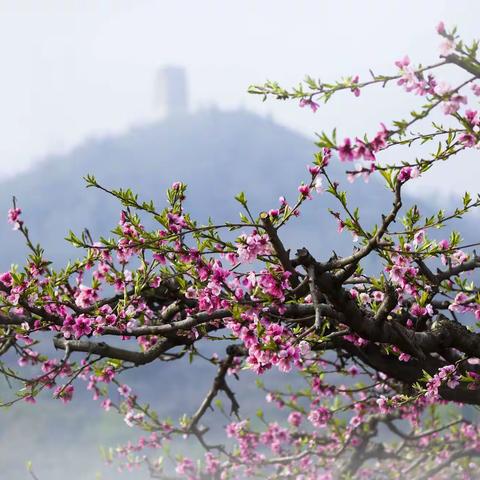 土门峪赏桃花