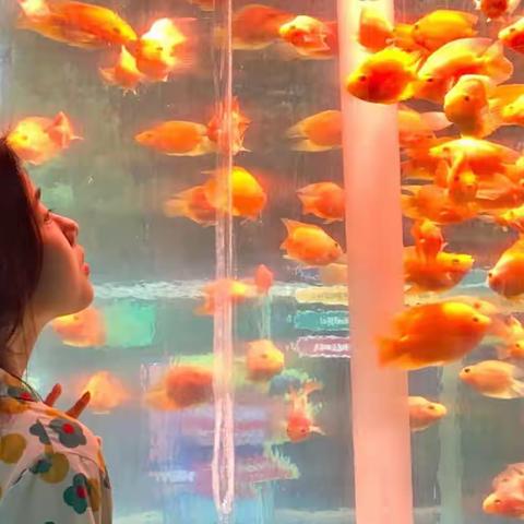 金鱼