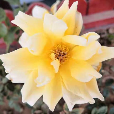 相聚花开时，师生共笔墨—榆林市第四小学新教育•师生共写随笔活动纪实