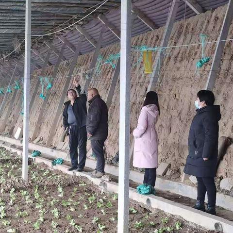 区农业农村局加强冬季大棚蔬菜技术指导