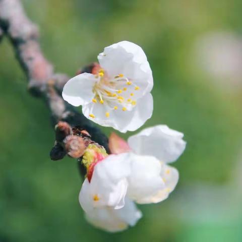 等春来，不如寻春去