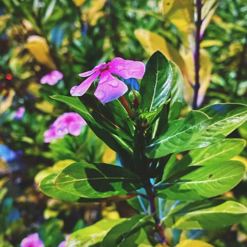 从芬芳中来  到芬芳中去