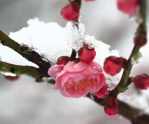 雪融化了，就是春天——致六年级的自己（城关小学六四班阅读交流大会）