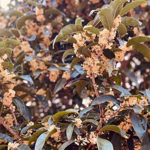 引领示范，携手同行﻿——“国培计划”新晃县整体质量提升试点项目教研训一体化小学数学学科扶罗片区基地。